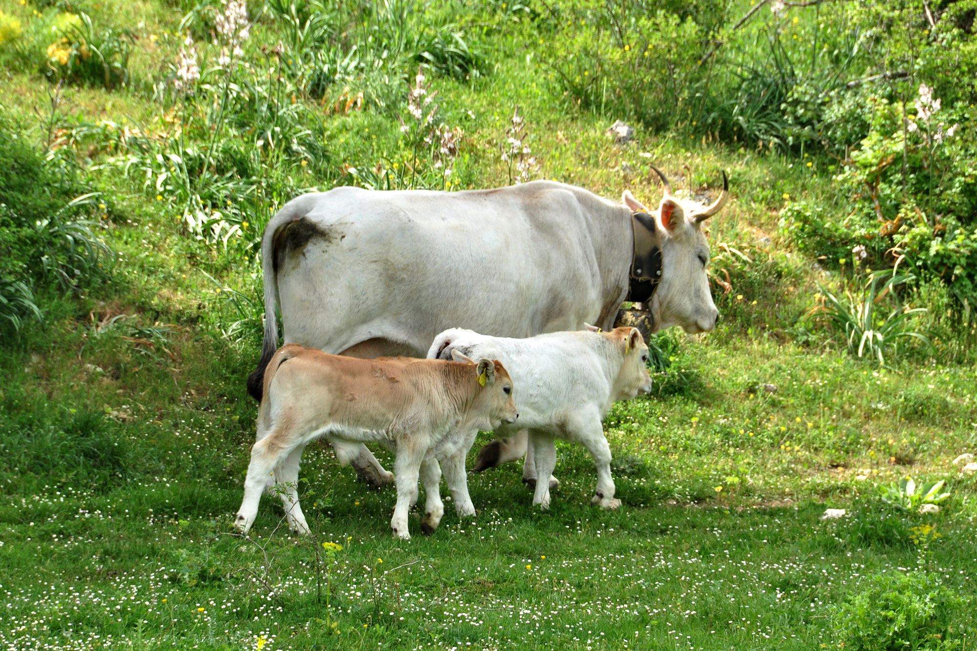 Peschici